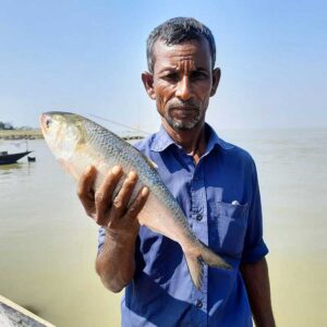 চাঁদপুরের ইলিশ ৯০০ গ্রাম থেকে ১ কেজি সাইজ